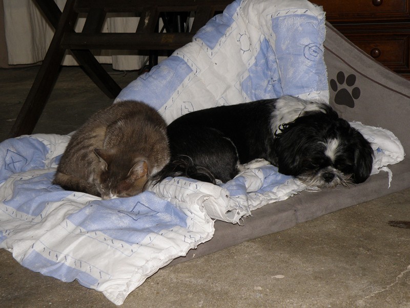 elle surveille si le chat dort