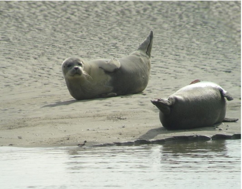 Phoques Capture.JPG