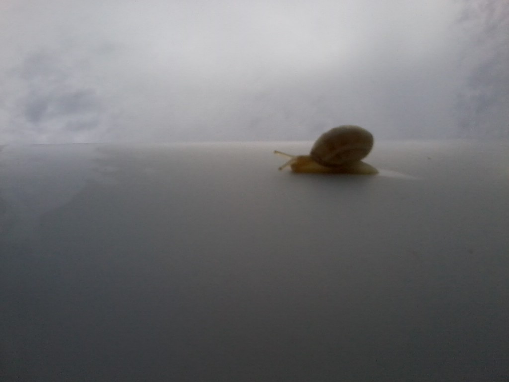 et le lendemain sur le toit de mon eriba<br />ce magnifique porte bonheur