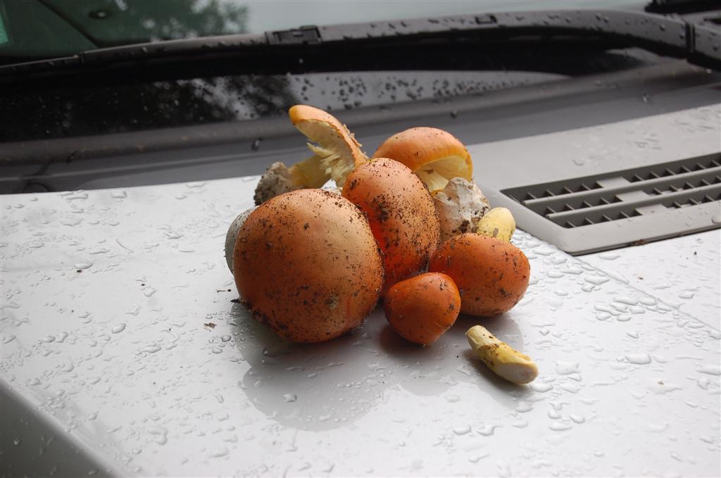 La Mineve 005 (4) (Large).jpg