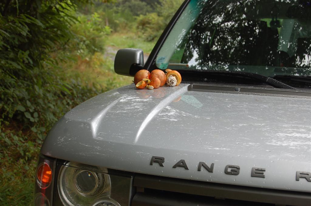 La Mineve 005 (3) (Large).jpg