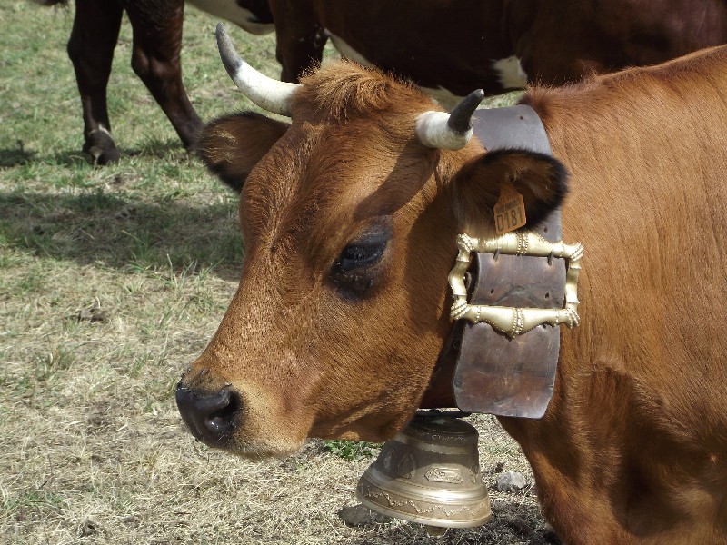 N'est elle pas vachement belle?!...