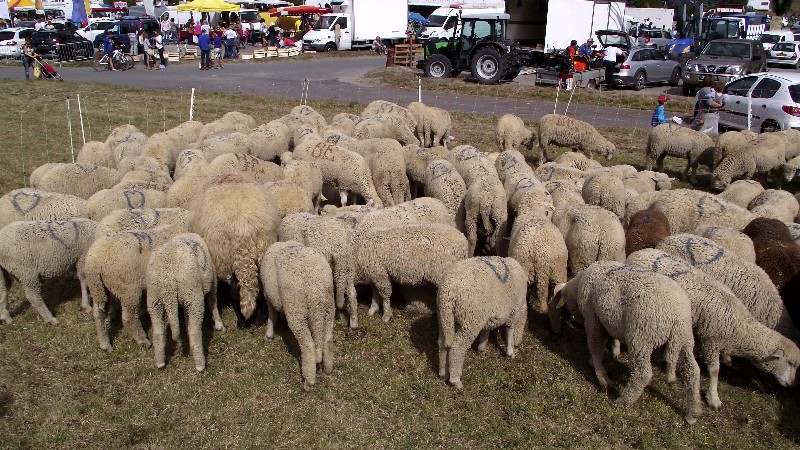 Des amours de moutons