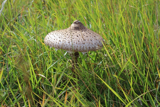 si quelqu'un peut me dire le non de ce champignon comestible ou pas ?