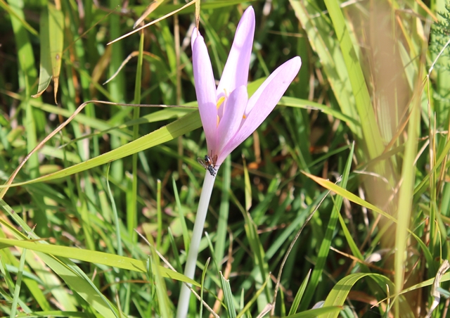 et pour finir au col de carry une jolie fleur presque le printemps