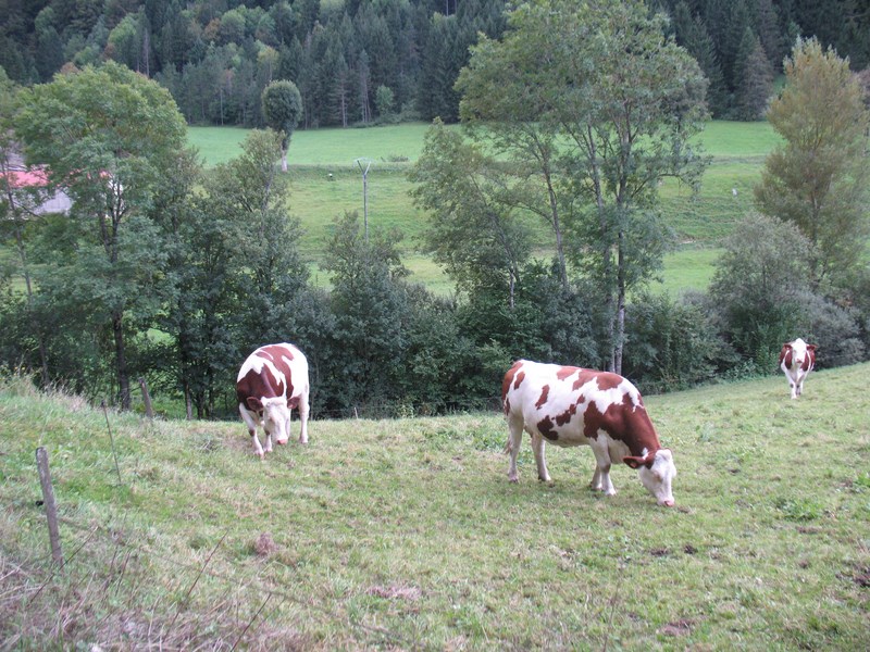 IMG_2288 (Copier).JPG