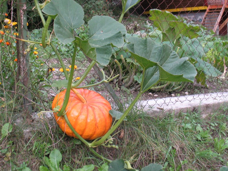 IMG_2289 (Copier).JPG