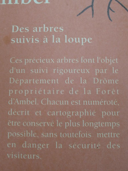 IMG_2222 (Copier).JPG