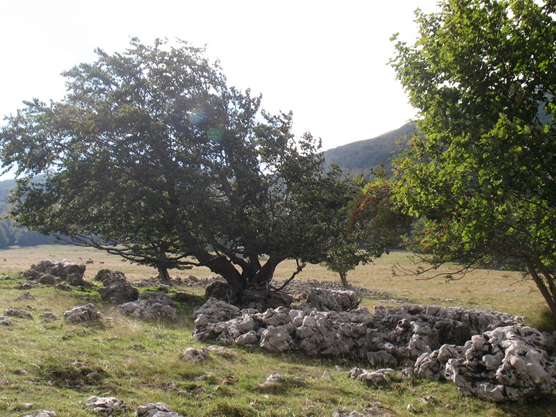 IMG_2226 (Copier).JPG