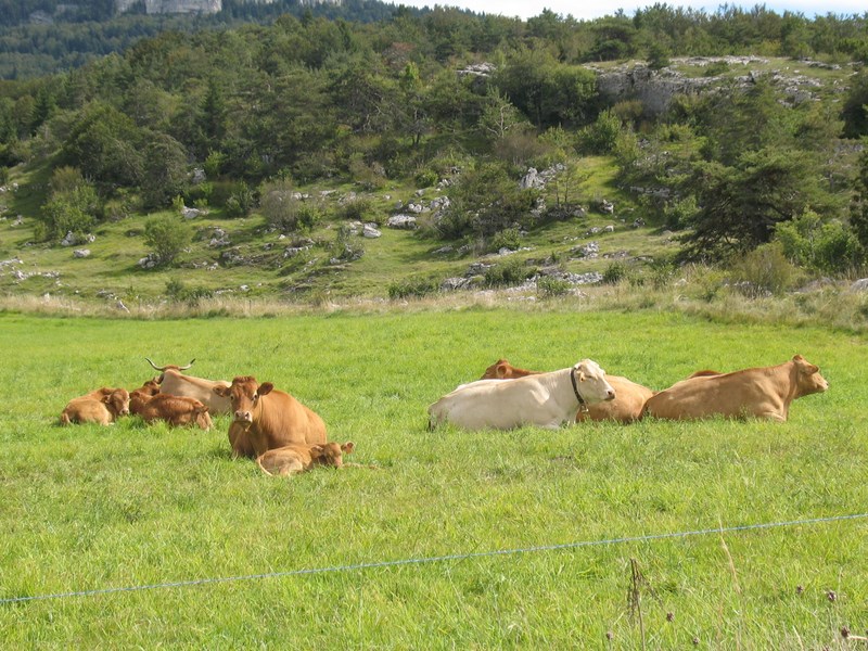 IMG_1734 (Copier).JPG