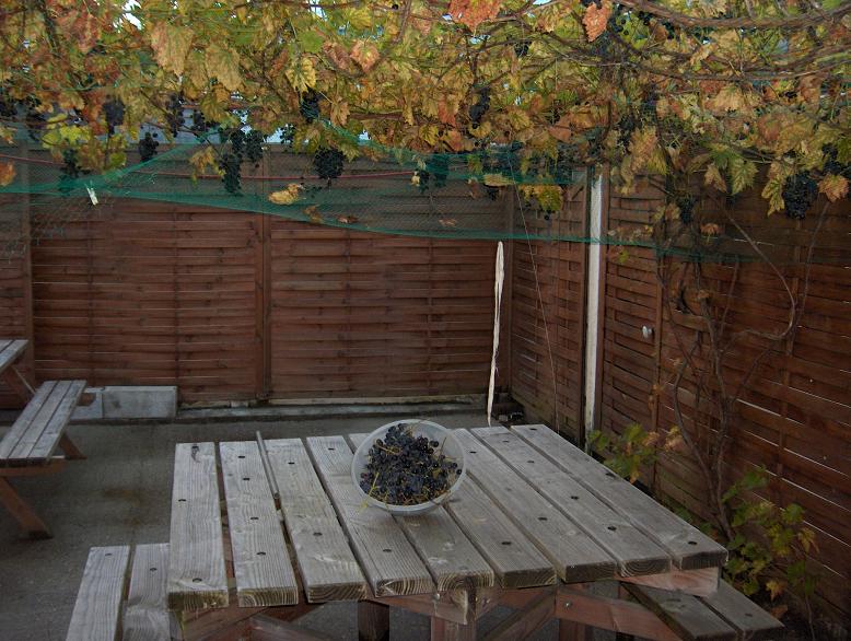 Copie de raisin 004.jpg