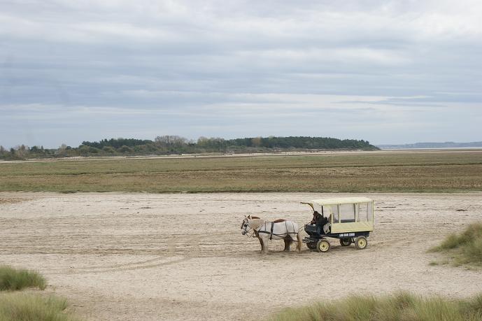visite du marquenterre en calèche