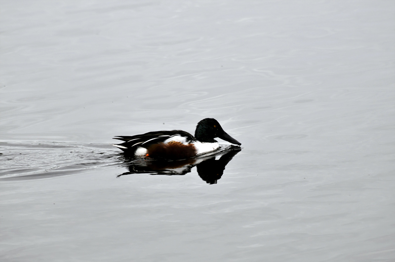 canard souchet