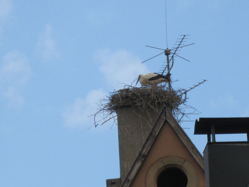 Eguisheim-Stork.jpg