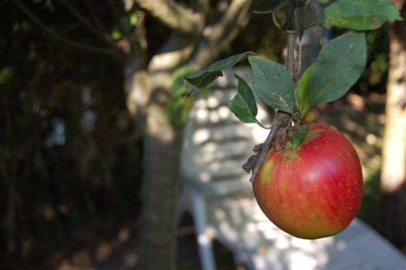 DSC_7446 (Medium).JPG