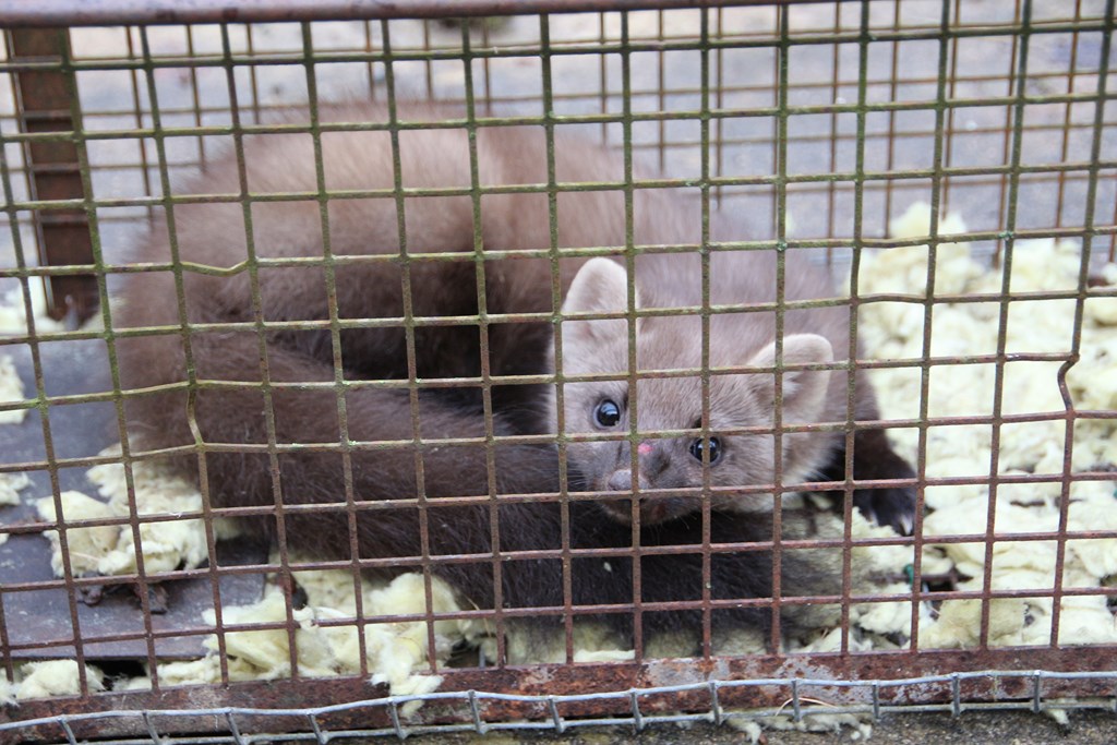 divers 172 (Copier).JPG