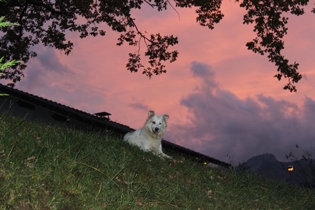 judssy très fier sous le chêne
