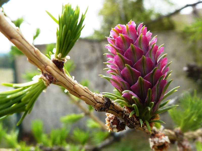 Fleur de méleze.JPG