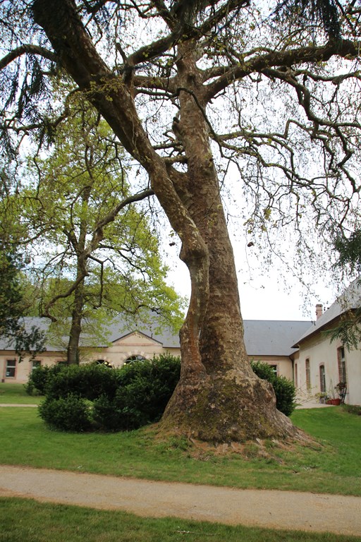 Puisaye forterre 175 (Copier).JPG