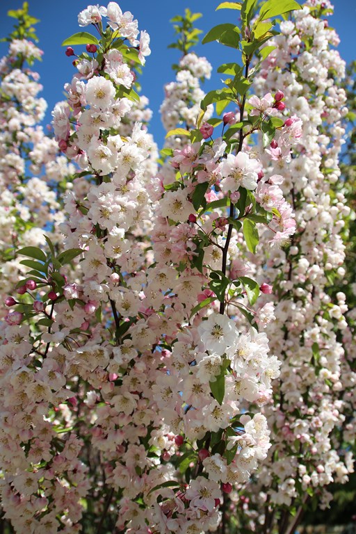 Puisaye forterre 036 (Copier).JPG