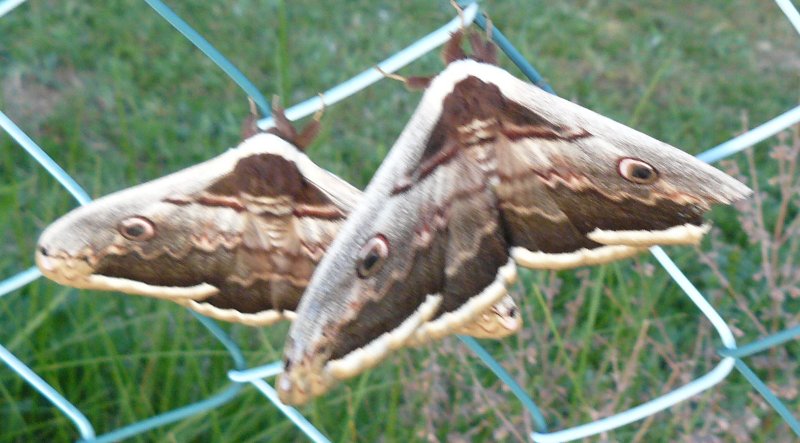 Les mailles du grillage font 5cm.