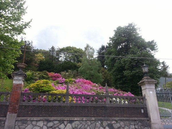 azalées d'un jardin privé