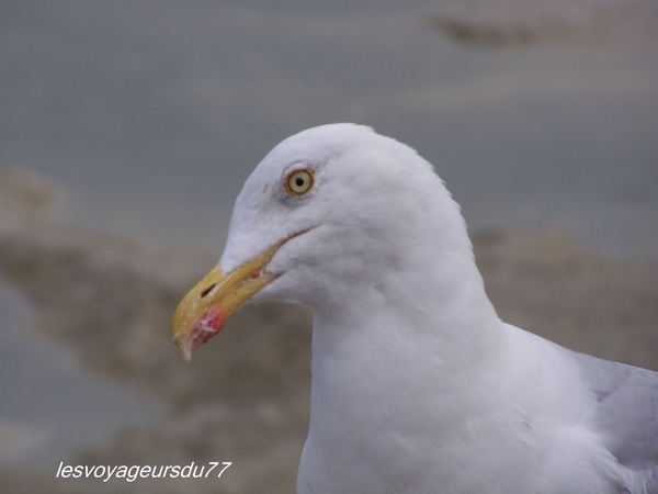 regard de mouette