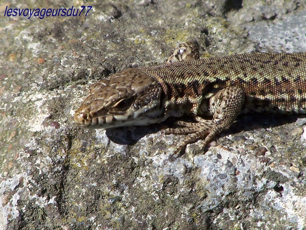 regard de lézard
