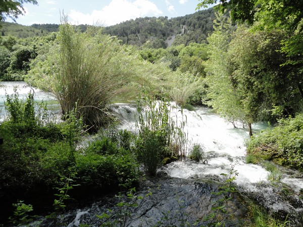 DSC06732 (Copier).JPG