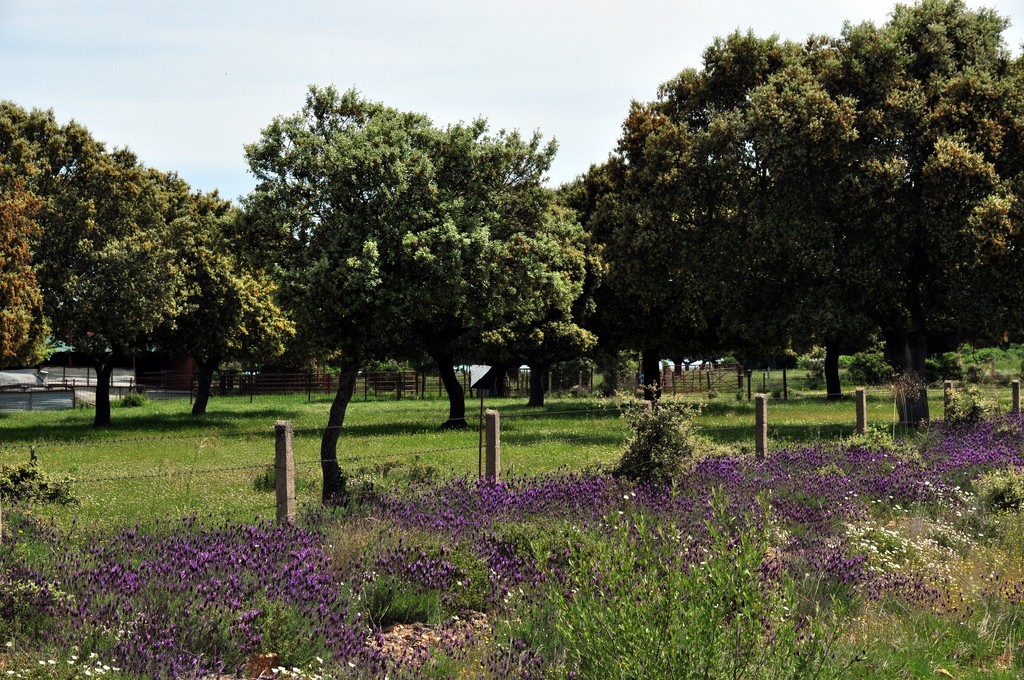 De Salamanque à Ciudad Rodrigo_1.JPG