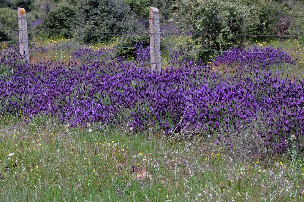 De Salamanque à Ciudad Rodrigo_2.JPG