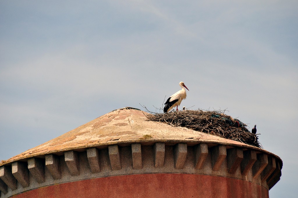 De Salamanque à Ciudad Rodrigo_3.JPG