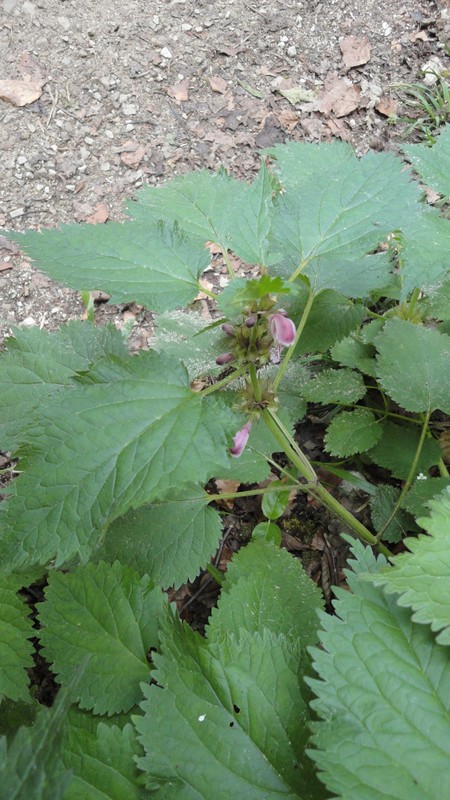 DSC06942 (Copier).JPG