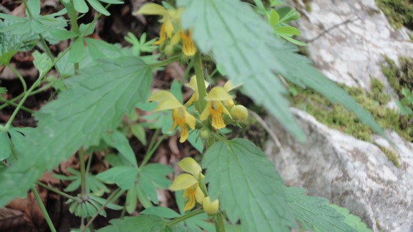 DSC06943 (Copier).JPG