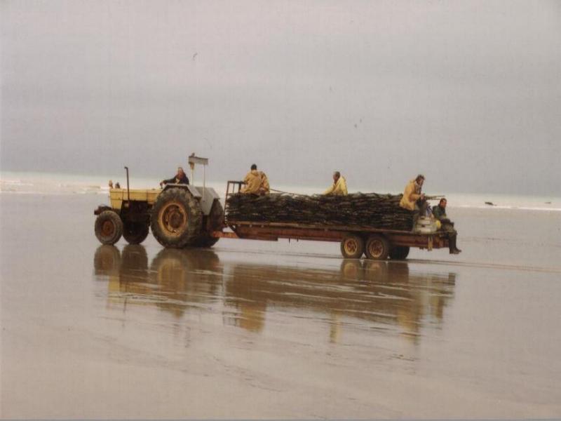 Ostréïculteur sur la plage de Veules les Roses