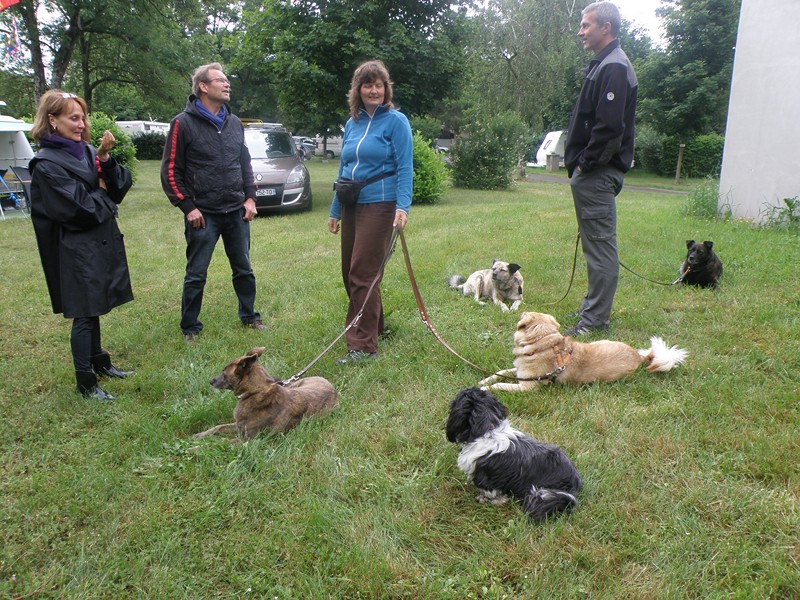 Même les chiens discutent