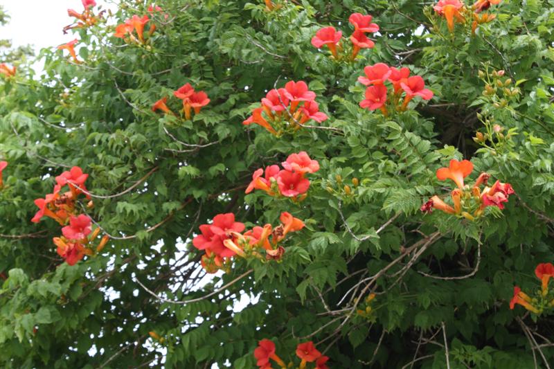 IMG_7575 (Medium).JPG