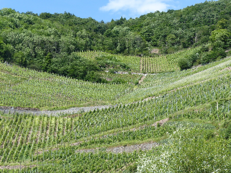 les rangs les plus hauts sont vendangés encordés