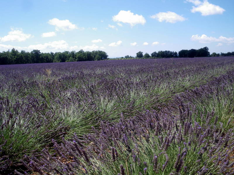 été 2014 114.jpg