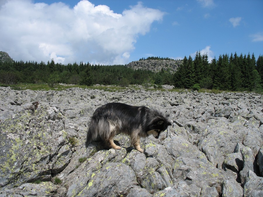 pierrier provenant de blocs d'érosion entraînés du suc volcanique par les derniers glaciers