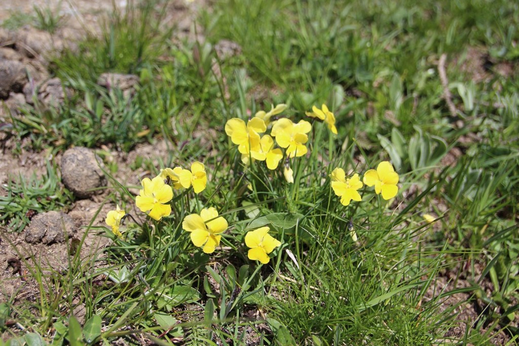 La clarée0514 159 (Copier).JPG