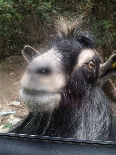 Col de Vizzavona.jpg