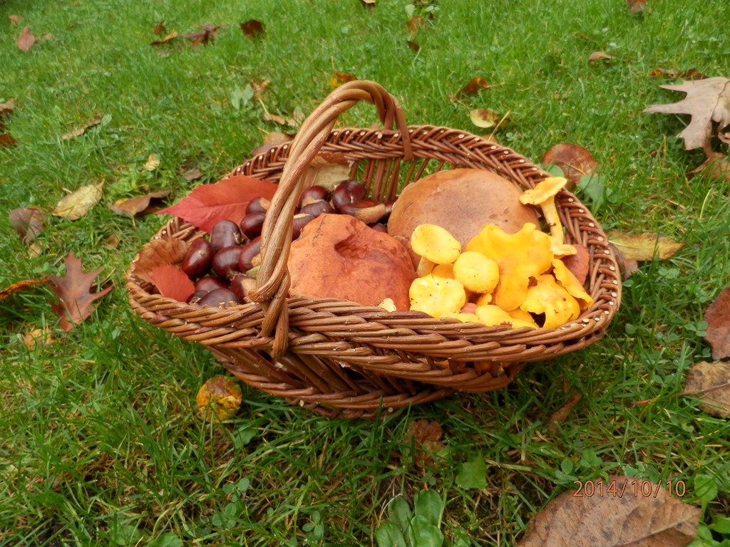 en Sologne, fruits d'automne