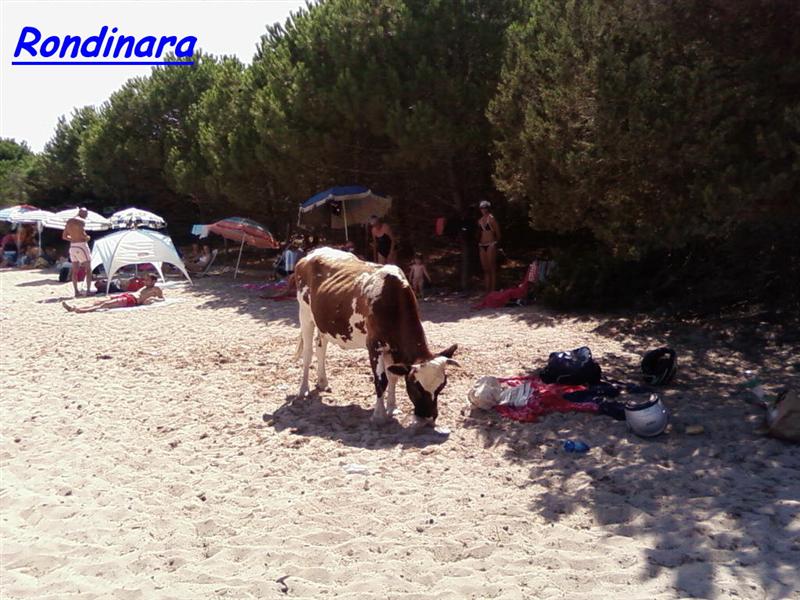 rondinara (1) (Medium).jpg