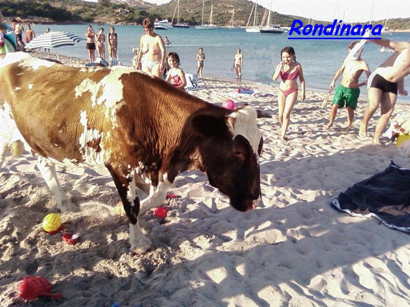 rondinara (2) (Medium).jpg