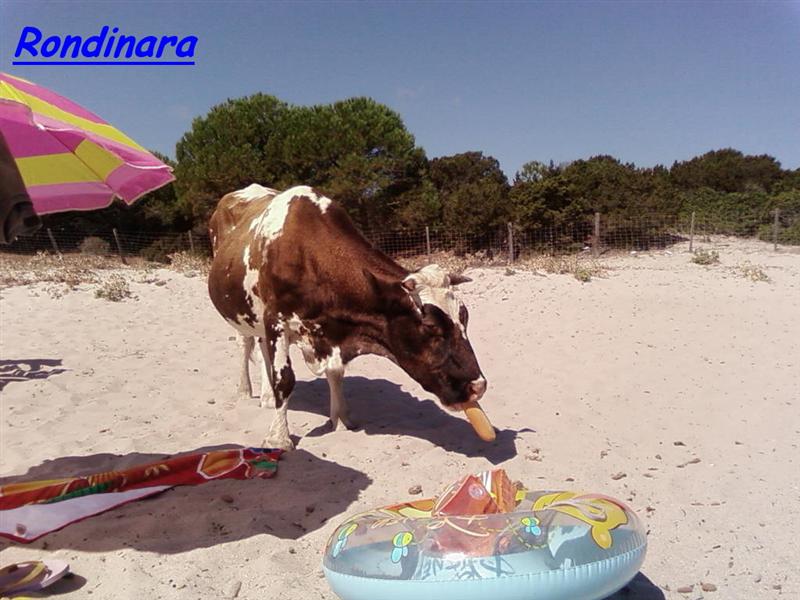 rondinara (Medium).jpg