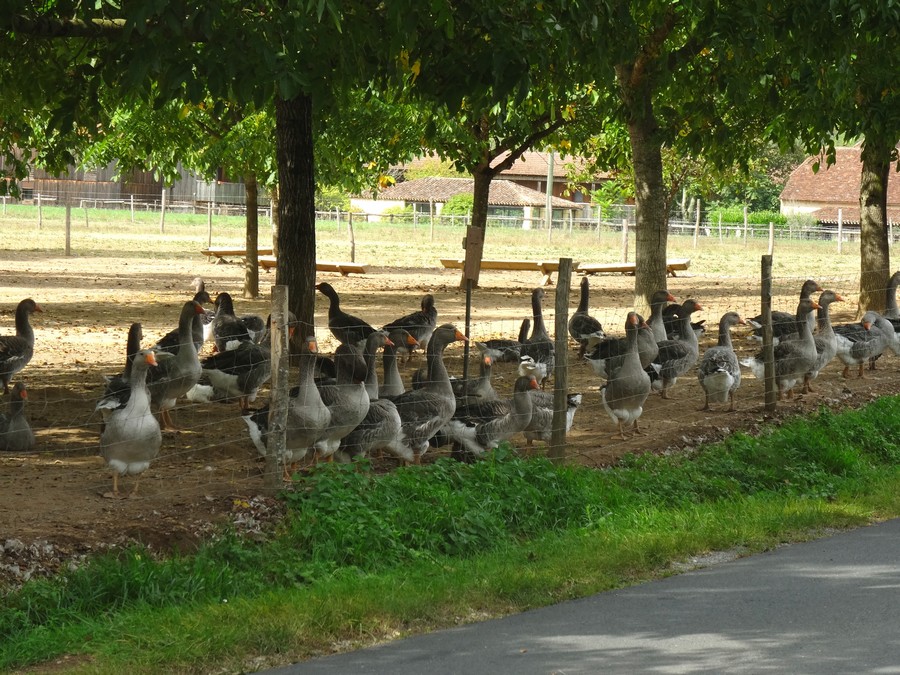 Futur foie gras..JPG