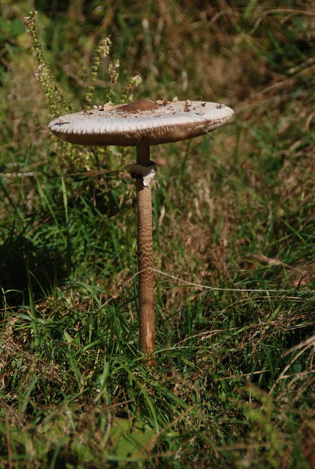 DSC_5769.JPG