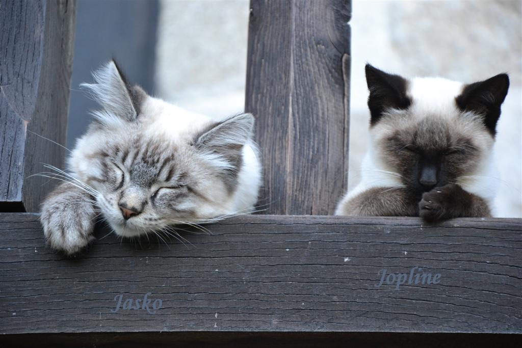 Jopeline et Jasko 006 (Large).jpg