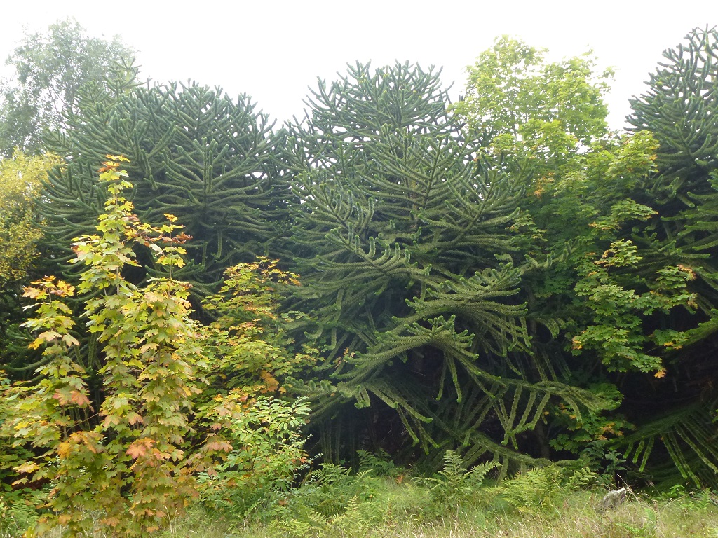 reserve naturel pres de wexford  phoques visible lors de la promenade (Wexford Wildfowl Reserve)